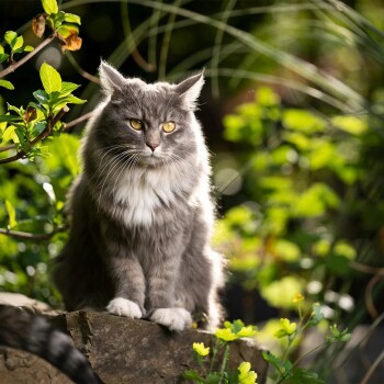 Ein husky Hund schaut auf den Boden, umgeben von Symbolen, die "Hoher Fettgehalt", "Hoher Proteingehalt" und "Clinoptilolith" anzeigen.