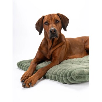 Brauner Hund liegt auf einem strukturierten grünen Haustierbett vor weißem Hintergrund.