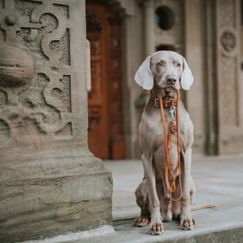 Ein sitzender grauer Hund mit einer Lederleine, positioniert in der Nähe einer kunstvollen Steinsäule und einer Holztür in einer stilvollen Außenumgebung.