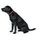 Ein schwarzer Labrador Retriever sitzt anmutig, trägt ein geflochtenes braunes Halsband, vor einem weißen Hintergrund.