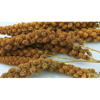 Eine Nahaufnahme mehrerer getrockneter Hirseähren, die ihre orange-braune Farbe und die gruppierten Samen zeigen, ideal für Vogelfutter.