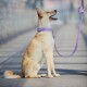 Ein hellfarbener Hund sitzt auf einem Weg, trägt ein lila Halsband und eine Leine und schaut glücklich zur Seite.