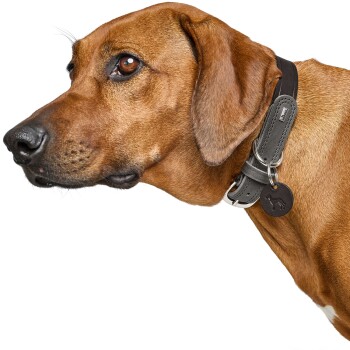 Brauner Hund im Profil mit grauem Lederhalsband, runder ID‑Marke und kleiner Metall‑Logoplatte vor weißem Hintergrund