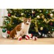 Orange and white cat sitting in front of a decorated Christmas tree with three holiday plush toys on the floor.