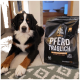 Großer dreifarbiger Hund liegt neben einer schwarzen Tüte mit der Aufschrift „Tales & Tails PFERD TRÄGLICH“ (Hundefutter).