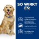 Golden Retriever mit einem blauen Halsband neben Text über die Vorteile von Nahrungsergänzungsmitteln für Haustiere: Omega-3, Glucosamin und Chondroitinsulfat.
