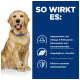 Golden Retriever mit einem blauen Halsband neben Text über die Vorteile von Nahrungsergänzungsmitteln für Haustiere: Omega-3, Glucosamin und Chondroitinsulfat.