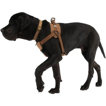 Training Hundegeschirr Ein schwarzer Hund mit einem braunen Geschirr, der im Profil läuft. Das Geschirr hat verstellbare Riemen und einen Clip für eine sichere Passform.