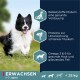 Ein glücklicher schwarz-weißer Hund läuft auf Gras neben dem Text über die Vorteile von Hundefutter: gesunde Verdauung, Unterstützung schlanker Muskulatur und glänzendes Fell.