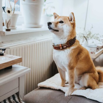 Ein Shiba Inu Hund sitzt auf einer gemütlichen Decke auf einem Sofa und trägt ein braunes Halsband. Ein Holztisch mit Haustierbedarf steht in der Nähe.
