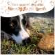 Eine Nahaufnahme eines schwarz-weißen Hundes mit braunen Augen, der auf frostem Gras liegt und auf eine Kauwurzel schaut, die mit "Kauwurzel aus der Baumheide für Hunde" beschriftet ist.