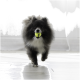 Fluffy black-and-white Pomeranian running indoors holding a yellow tennis ball with black text in its mouth.