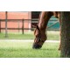 Fressbremse Grazeguard mit Polsterband WB (Warmblut)