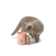 Eine hellgraue Katze schnüffelt neugierig an einem rosa Behälter mit einem Holzdeckel, beschriftet mit "LUCY BALU - HELLO KITT."