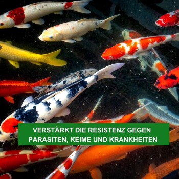 Bunte Koi-Fische schwimmen im klaren Wasser, mit einem grünen Banner, das "VERSTÄRKT DIE RESISTENZ GEGEN PARASITEN, KEIME UND KRANKHEITEN" liest.