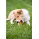Ein verspielter Collie-Welpe, der auf einem kleinen orangefarbenen Spielzeug kaut, während er auf grünem Gras liegt.