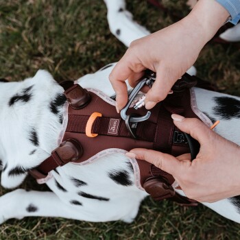 Hände befestigen einen Karabiner an einem braunen HUNTER-Hundegeschirr mit orangefarbener Schlaufe an einem weißen Dalmatiner, der auf dem Gras liegt.