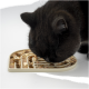 Eine schwarze Katze frisst aus einem beigen, geteilten Futternapf, der mit nasser Katzennahrung und Trockenfutter gefüllt ist, beschriftet mit "DIE KATZENSTUBE."