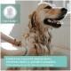 Eine Person massiert das nasse Fell eines Golden Retrievers, mit einem Textüberlagerung in Deutsch und Englisch, die anweist zu massieren, einwirken zu lassen und auszuspülen.