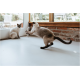 Deux chats siamois dans une pièce ensoleillée, l'un sautant avec un jouet en forme de poisson tandis que l'autre regarde près d'une porte vitrée et d'un mur en briques.