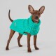 Ein kleiner brauner Hund in einem leuchtend türkisfarbenen gestrickten Pullover, vor einem hellgrauen Hintergrund stehend.