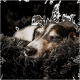 Eine Nahaufnahme eines schlafenden Hundes, der in einer flauschigen schwarzen Decke eingekuschelt ist, mit geschlossenen Augen und einem friedlichen Ausdruck.