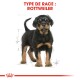 Un chiot Rottweiler se tenant avec confiance avec un pelage noir et des marques fauves, étiqueté "TYPE DE RACE: ROTTWEILER" en texte rouge gras.