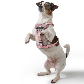 Ein kleiner Hund steht auf seinen Hinterbeinen und trägt ein pinkes Geschirr mit einem schwarzen Logo, das "HUNTER" liest. Der Hund hat ein weiß-braunes Fell.