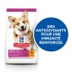 Science Plan Small & Miniature Adult 1-6 Hähnchen 6 kg