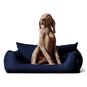 Ein hellbrauner Hund sitzt aufrecht auf einem marineblauen Haustierbett mit plüschigen Kissen und schaut neugierig zur Seite.
