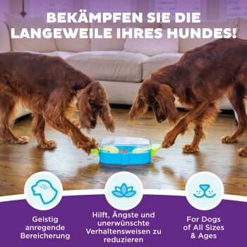 Zwei Golden Retriever spielen mit einem blauen, mit Leckerlis gefüllten Spielzeug auf einem Holzboden. Der Text fördert geistige Anregung und reduziert Angst.