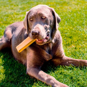 Ein verspielter grauer Labrador-Retriever liegt auf grünem Gras, hält ein Kauspielzeug im Mund und schaut direkt in die Kamera.