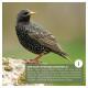 Nahaufnahme eines Starlings auf einem Stein, das seine schillernden Federn und den gelben Schnabel hervorhebt. Text: "DER STAR UNTER DEN SINGVÖGELN."