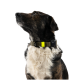 Schwarz-weißer Hund blickt nach oben und trägt ein olivfarbenes Halsband mit neongelbem Akzent vor weißem Hintergrund.