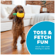 Ein brauner Hund mit langem Fell hält ein gelbes Ananasspielzeug im Mund auf Holzboden. Text: "TOSS & FETCH FUN nach der Leckerei."