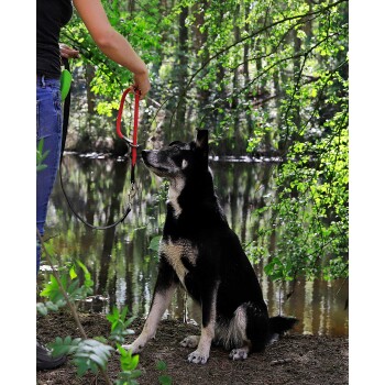Eine Person, die eine rote Hundeleine hält, steht neben einem schwarz-weißen Hund, der auf dem Boden in der Nähe eines ruhigen, grünen Waldgebiets sitzt.