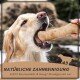 Ein Golden Retriever kaut auf einem Zahnpflege-Leckerli, das von einer Hand gehalten wird. Text: "NATÜRLICHE ZAHNREINIGUNG stärkt Kaumuskeln & beugt Mundgeruch vor."