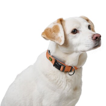 Eine Nahaufnahme eines weißen Hundes mit hellbraunen Flecken, der ein oranges Halsband mit einer schwarzen Schnalle und einem metallischen D-Ring trägt.