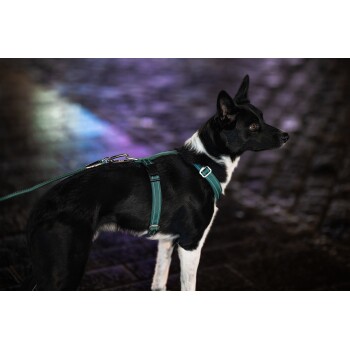Ein schwarz-weißer Hund, der ein grünes Geschirr trägt, steht auf einer gepflasterten Fläche, mit einem verschwommenen bunten Hintergrund.