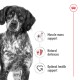 Close-up of a serious brown and white dog with icons for "Muscle mass support," "Natural defences," and "Optimal health support."