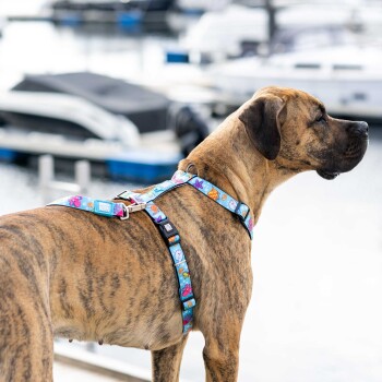Gestromter Hund trägt ein buntes, meeresthematisches Geschirr mit sichtbarem „MOOSE MOOSE“-Schriftzug, steht in der Nähe eines Yachthafens.