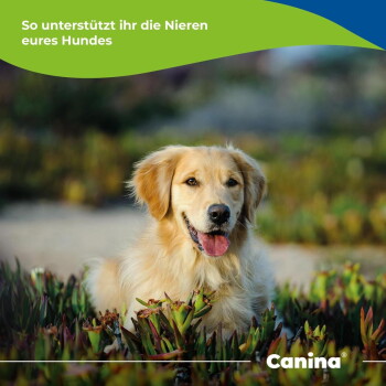 Golden Retriever zwischen Pflanzen, die Zunge herausgestreckt; sichtbarer Text: "So unterstützt ihr die Nieren eures Hundes" und "Canina".