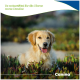 Golden Retriever zwischen Pflanzen, die Zunge herausgestreckt; sichtbarer Text: "So unterstützt ihr die Nieren eures Hundes" und "Canina".