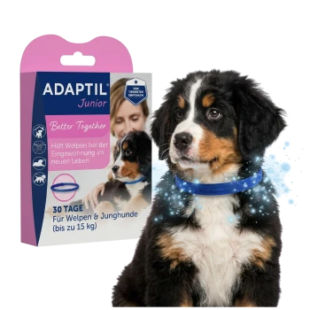 ADAPTIL Junior Box und Berner Sennenhund-Welpe mit blauem Beruhigungshalsband; sichtbarer Text: 'ADAPTIL Junior', 'Better Together', '30 TAGE'.