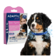 ADAPTIL Junior Box und Berner Sennenhund-Welpe mit blauem Beruhigungshalsband; sichtbarer Text: 'ADAPTIL Junior', 'Better Together', '30 TAGE'.