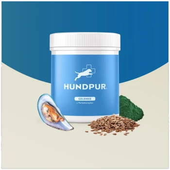 Behälter von Hundpur Gelenke Gelenkergänzungsmittel für Hunde, mit einem blauen Etikett, Muschelschale, Leinsamen und grünem Pulver.