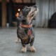 Drahthaar-Dackel mit braunem Lederhalsband, Hundesilhouetten-Anhängern und Quastenanhänger, blickt nach oben.