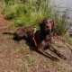 Ein nasser brauner Labrador Retriever, der am Gras neben einem See liegt und ein leuchtend orange-grünes Geschirr trägt.