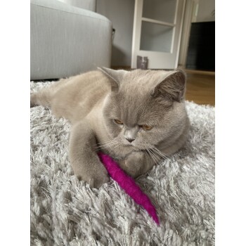 Eine hellgraue Katze mit bernsteinfarbenen Augen liegt auf einer flauschigen grauen Decke und hält verspielt ein leuchtend pinkes Spielzeug.