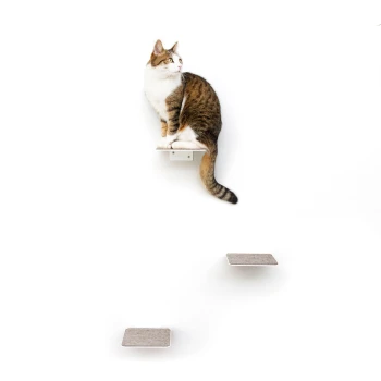 Eine getigerte Katze sitzt auf einem kleinen weißen Regal, das an einer Wand montiert ist, mit zwei zusätzlichen grauen Plattformen darunter, vor einem weißen Hintergrund.